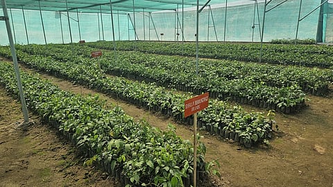 Meghalaya’s Fiery Treasure