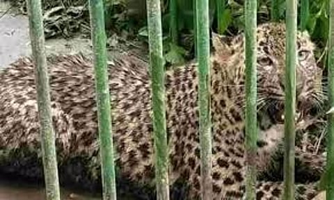 Assam: Leopard Captured in Bargolai After Year-Long Terror Reign