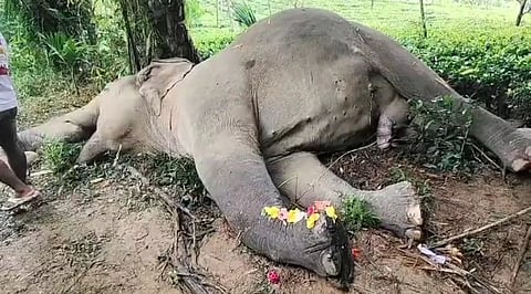 Wild elephant