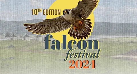 Falcon Festival