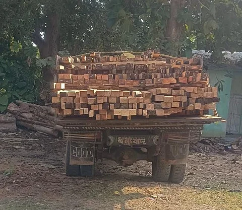 Illegal Timber