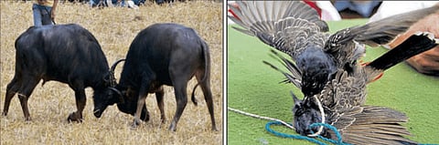 Buffalo & Bulbul Fights