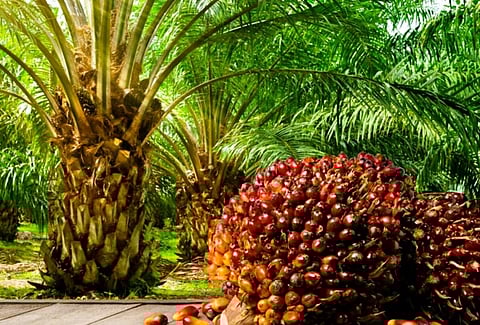 Oil Palm Cultivation
