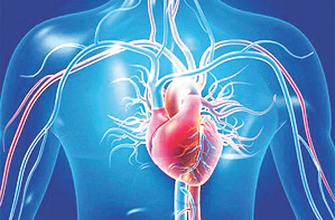 Heart muscle