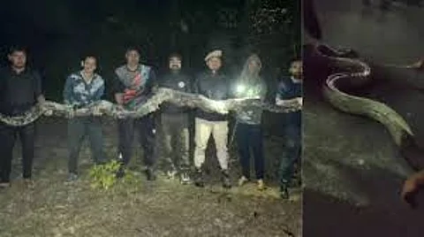 17-foot-long, 100-kg python