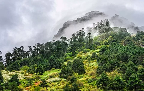 Arunachal Pradesh Largest Forest Cover