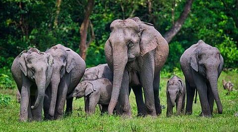 Wild elephants