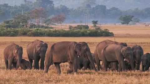 Elephant