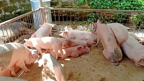 African Swine Fever Outbreak