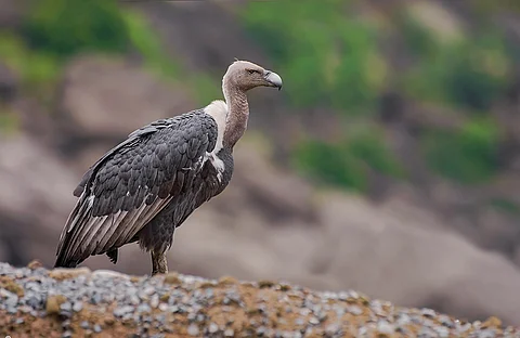 Vulture Conservation