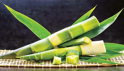 Bamboo Shoots