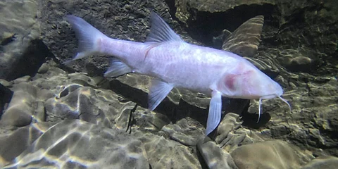 Meghalaya’s largest cavefish