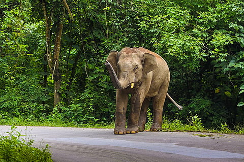 human-elephant conflict