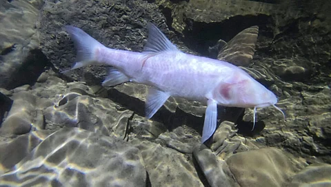 Neolissochilus Pnar