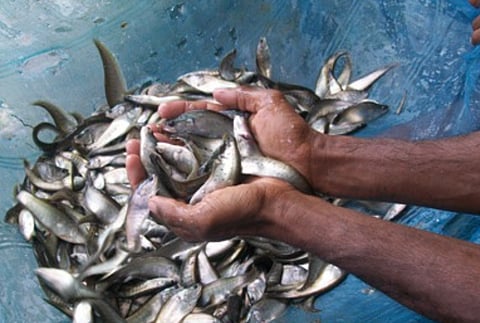 Assam Fishery