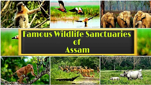 Assam’s Wildlife Sanctuaries