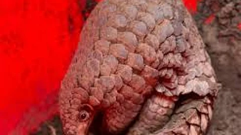 Arunachal: Zoological Survey of India Discovers New Pangolin Species; Indo-Burmese Pangolin (Manis indoburmanica)