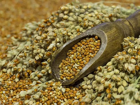 Millet feeding pilot project