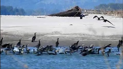 Winter migratory birds