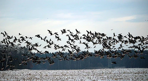 Manipur: Annual Migratory Bird Census Observes Over 30 Migratory Bird Species