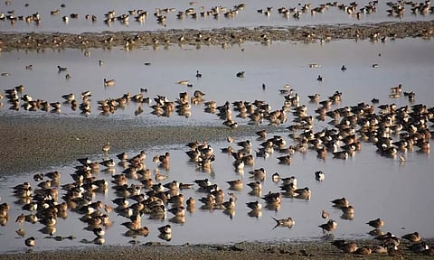 2025 Asian Water Bird Census
