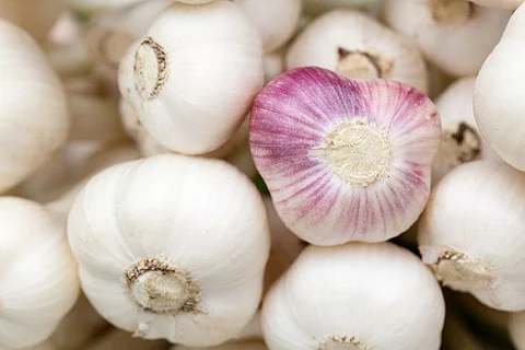 Chinese garlic