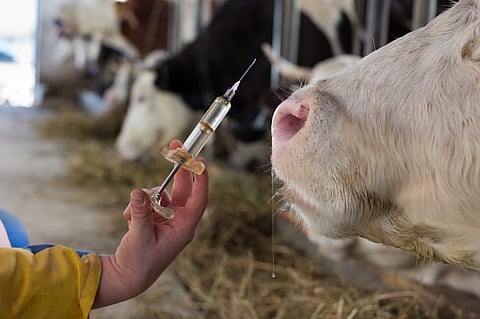 Livestock immunization programme