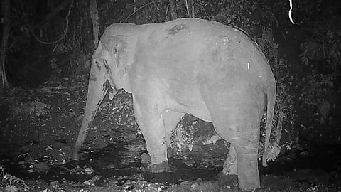 Arunachal: Male Elephant Spotted At Namdapha National Park After 12-Year Gap