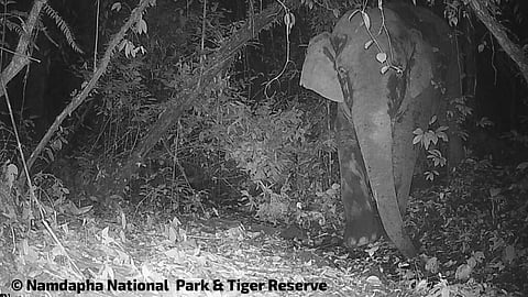 Rare elephant spotted