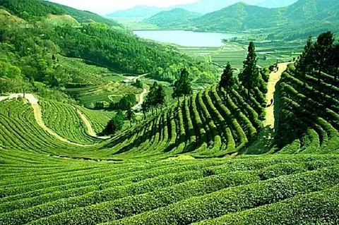 Tea Tourism