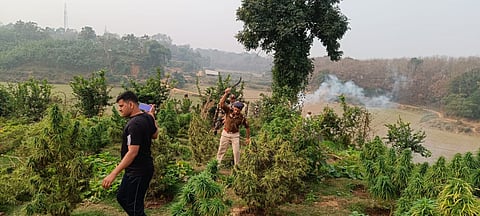 BSF Tripura Ganja plant destruction