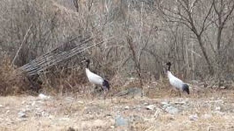 Arunachal: Rare Black-Necked Cranes Spotted for the First Time in West Kameng District