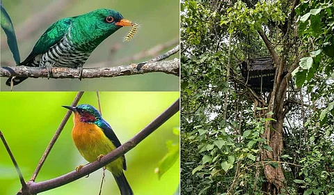 Assam's Panbari Reserve Forest Reopens After 16 Years, Reviving Birdwatching
