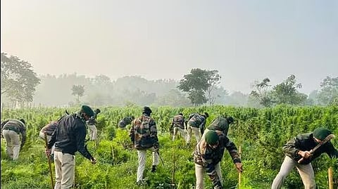 Tripura: Assam Rifles Seizes Drugs, Destroys Cannabis Plantation Worth Over Rs. 3 Crore