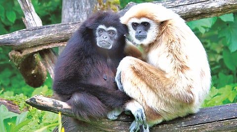 Hollongapar Gibbon Wildlife Sanctuary