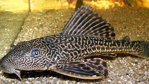 Crocodile Catfish Discovered