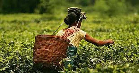 small tea growers