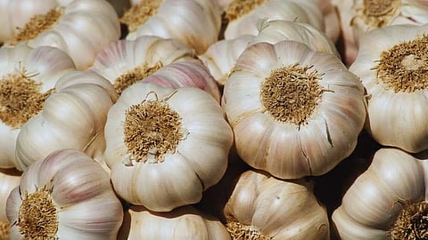 Chinese Garlic