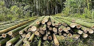 Tripura Government Unveils Five-Year Plan To Boost Bamboo Production