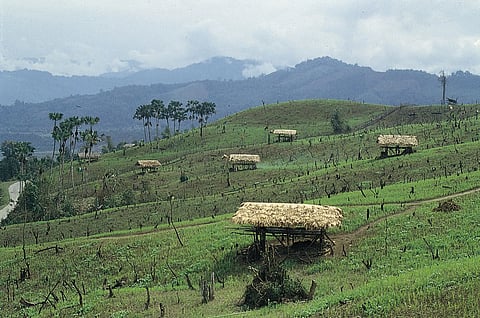Jhum Cultivation