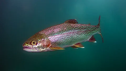 rainbow trout