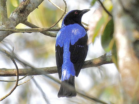 Garbhanga Reserve Forest