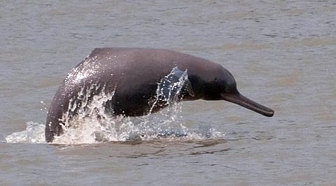 riverine dolphins