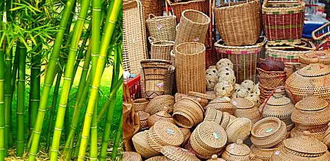 Bamboo