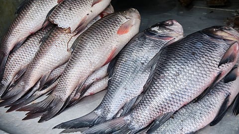 fish