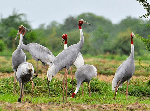 Sarus Crane