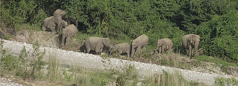 Chirang Reserve Forest