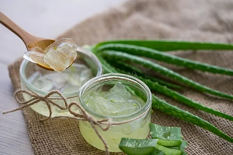 Aloe vera