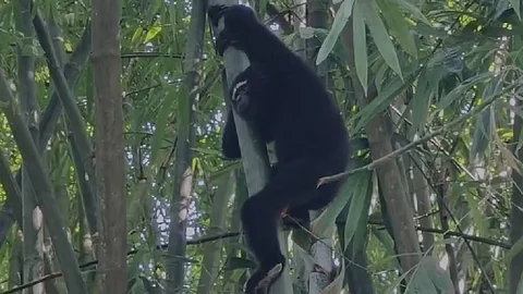 Tinsukia's Barekuri Village Conferred With 'Asom Gaurav Award' For Conservation Of Hoolock Gibbons