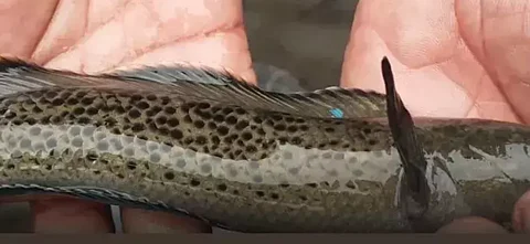 Rare Fish
